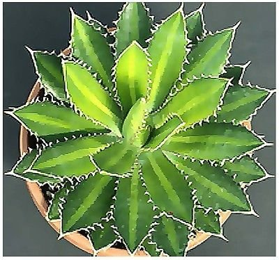 (20) Agave lophantha alias SECOLO semi di piante