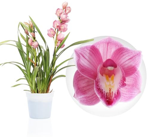 Orchideen Echte Pflanzen Rosa Cymbidium - 1 große Zimmerpflanze aus Holland - 60-70 cm hoch - 14 cm Topf - mit Blüten und duftend (Nicht künstlich, ohne Dünger und Topf, keine Samen, nicht winterhart)