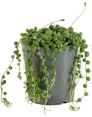 Bloomique - 2er Set - Senecio Rowleyanus - Erbsenpflanze - Sukkulenten - Hängepflanze - Zimmerpflanzen - Sehr Pflegeleicht - 10-15 cm hoch - Topf 12 cm