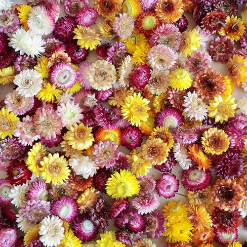 SSyang 120 Köpfe Chrysanthemenblüten aus Getrocknetem Stroh, echte Gänseblümchen Sonnenblumen Trockene Blumenköpfen, Kunsthandwerk Blumendekor, für Boho-Zuhause, Brautfenster (100g)