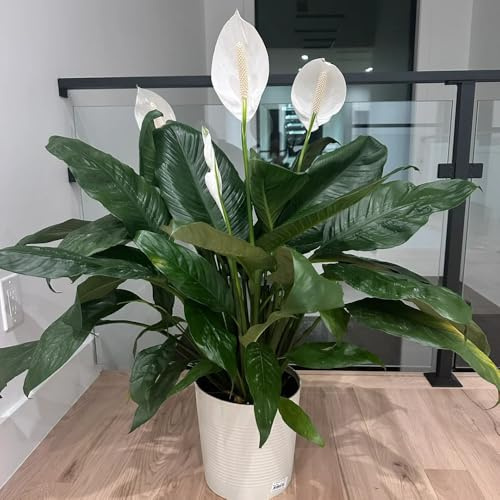 giglio pace sospesa per arredamento soggiorno da giardino perenni resistenti da balcone con parete verde balcone, giardino resistente, in vaso appartamento 25semi
