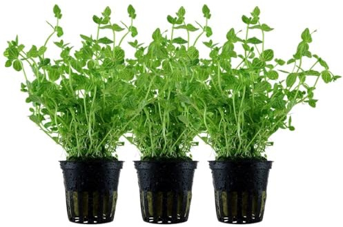 AquaOne Aquarium Pflanze 3 Stück Lindernia rotundifolia Mittelgrund | Wasserpflanze Aquariumpflanze Stängelpflanze voll durchwurzelt Aquascaping Dekoration