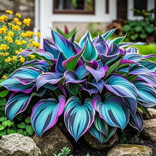 Bulbi di hosta,miste,resistenti al freddo e alla siccità,hosta rari Facile Da Mantenere Crescita Rapida Bellissimo Giardino-8 Rizoma-H