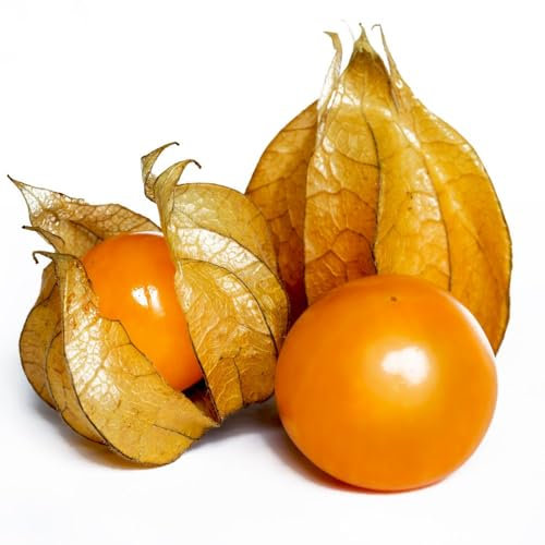 Physalis peruviana (Golden Berry) - Abundant Sweet Berries | Easy-to-Grow Exotic Fruit for Home Harvests - 1x Packet of 250 Seeds by Thompson & Morgan