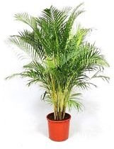 Dypsis Lutescens, et d'oro Areca et graines ornementales de plante 50 semi:Graines
