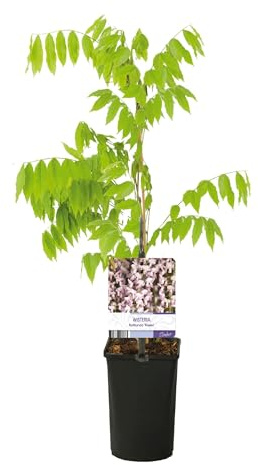 Blauregen - Wisteria floribunda Rosea - Blüte rosa - 1 Pflanze - 30-40cm - Ø10cm - Gartenpflanze