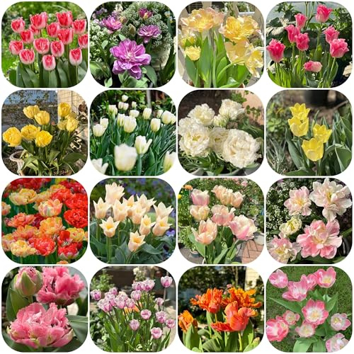 bulbos de tulipanes perennes - silvestres balcon jardín interior rocalla resistentes 10pcs