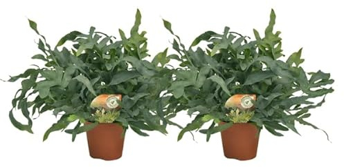 Phlebodium Blue Star – Tüpfelfarn Zimmerpflanze – 2 Pflanzen – Ø17cm – ca. Ø60cm Wuchsbreite – Blaugrüner Farn für Wohnzimmer, Bad & Büro – Elegante Zimmerpflanzen