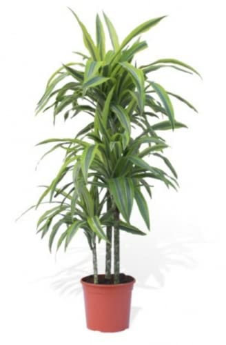 Verdecora Dracena Lemon Lime | Dracena limon | Planta natural de interior (altura total aproximada 75-80cm)