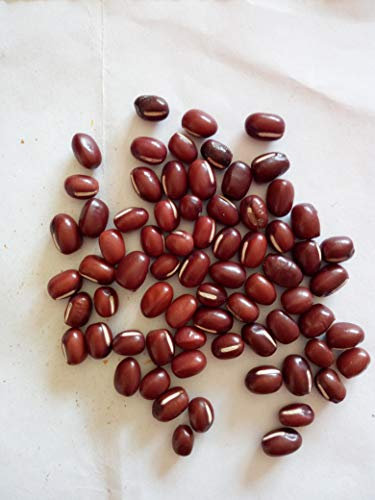SEMI FAGIOLI AZOUKI ROSSO