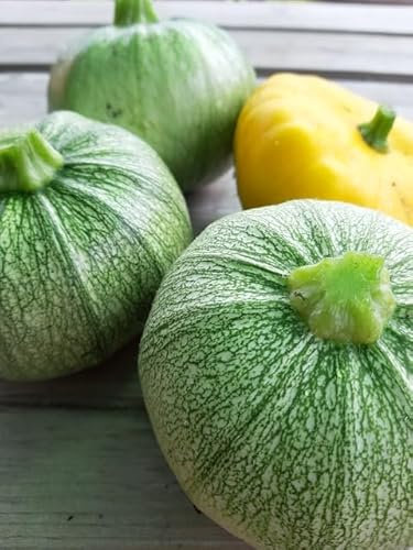 Graines Courgette ronde de Nice - sachet de 25 graines - Cucurbita/pepo/Cucurbitaceae - Graines de style