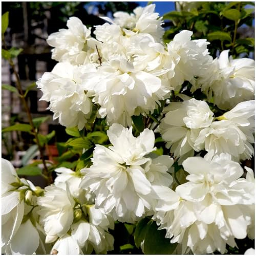 GrowOn Shrubs Mock Orange Philadelphus 'Snowbelle' | Deciduous Shrub | Outdoor Garden Ready Plant | Spring and Summer Flowering | White Flowers
