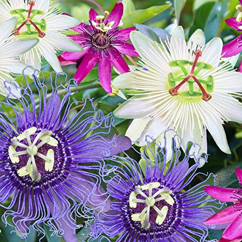 Mélange 4 plants Passiflore | Passiflore en pot prête à fleurir pour le jardin