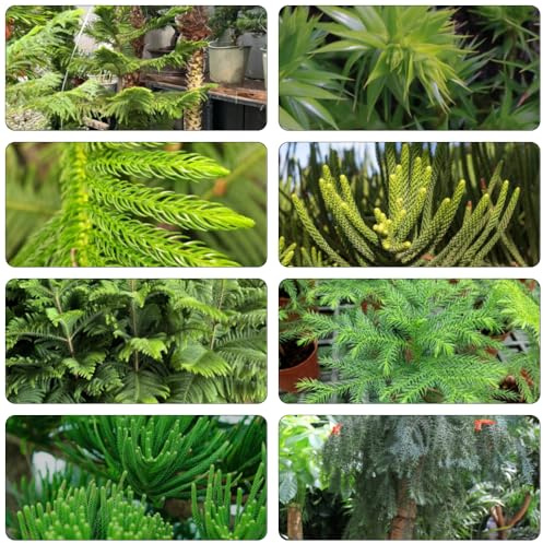 araucaria araucana - blumengarten pflanzenkübel baumsamen gartenkräuter gewächshaus balkon bonsai topf bonsaibaum wildkräuter gartenpflanze kräutersamen kräutergarten exotische 50samen