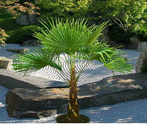 Frostgewöhnte Trachycarpus princeps Marmor Hanfpalme ca 80-100 cm Grün