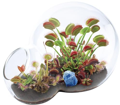 Grow Your Own Venus Fly Trap - Complete Kids Terrarium Kit to Sprout Fly Trap and Sundew Plants - Includes Everything Needed for The Plants to Thrive…