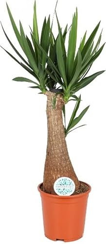 DECOALIVE Planta de Yuca +80cm Altura Planta Natural Ideal para Exterior