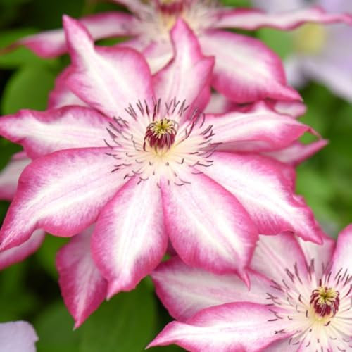 Clematis 'Picotee' - Hardy Perennial Vine with Pink Lipstick-Kissed Petals - Spring & Summer Blooms - Climbing Plant for Trellises and Walls – 1x 3 Litre Potted Plant by Thompson & Morgan
