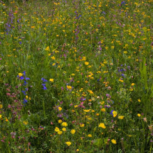 Schattenblumen-Mischung | 100g - 50m2 | Mehrjährig und winterhart | 14 Schattentolerante Blumen | Wildblumenwiese im Schatten | Höhe: 20-100 cm | einheimische Arten | Insektennahrung | Pflegeleicht