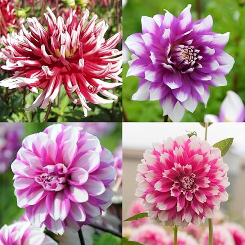 Schmuckdahlien Mischung Exklusiv | 4 Stück | Blumenzwiebel | Knolle | Rot | Rosa | Weiß | 100% Blütegarantie | QFB Gardening