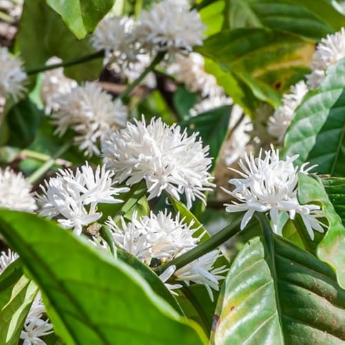 kaffeesamen - bio alte sorten mehrjährig garten 10pcs