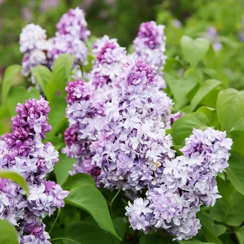 Semi di lillà perenni resistenti-di lillà resistenti,da giardino,facile da piantare giardino di,da giardino perenni resistenti e perenni semi 350pcs