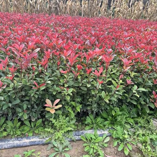 Semillas de photinia Red Robin, orgánicas, resistentes para balcón. jardín de interior, variedades tradicionales, 300pcs