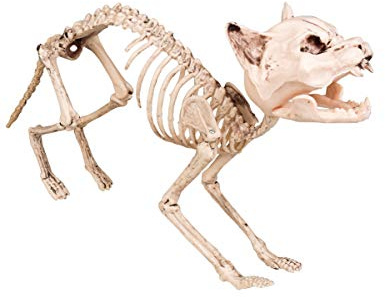 Boland 72156 - Dekoration Katzen-Skelett, Größe 60 cm, Knochengerüst, Deko-Figur, Horrorparty, Karneval, Mottoparty