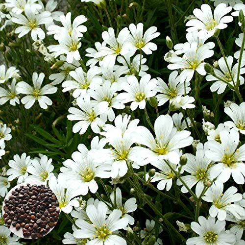 AchidistviQ 50 Pcs Cerastium Tomentosum Graines Hardy Vivace Printemps Floraison Blanc Fleur Plantes Graines Jardin Décor À La Maison Planter
