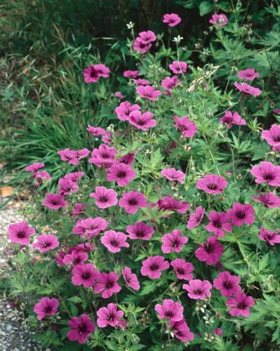 Geranium psilostemon 11x11 cm Topf – Winterhart, Mehrjährig, Pflegeleicht – Armenischer Storchschnabel – Staude für Beet & Rabatte