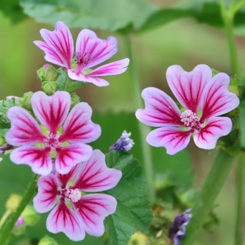 semi di malva, giardino roccioso varietà da esterno rare semi biologici selvatici giardino recisi 400pcs