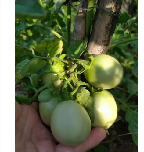 50 semi di POMODORO SICCAGNO SICILIANO - non ha bisogno di acqua - SEMI FRESCHI