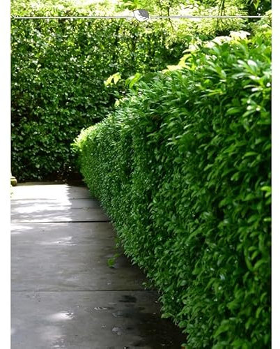 Kirschlorbeer Novita 80-100 cm. 8 Pflanzen. Kirschlorbeer Hecke | Immergrüne Lorbeerhecke