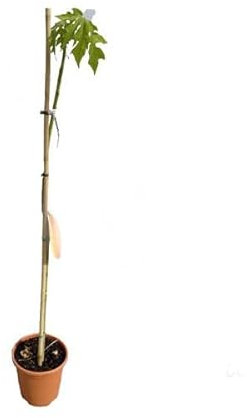 Árbol Frutal de Papaya Natural - Cultivo Exterior Fácil