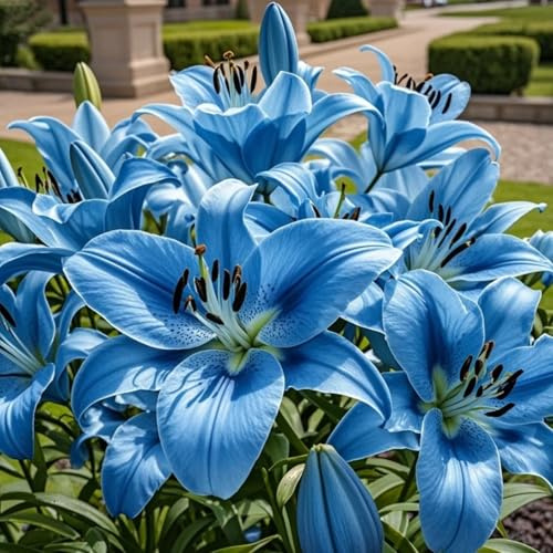 Gigli, rizomi di gigli resistenti, rizomi perenni da giardino, piantagioni di gigli rari da giardino-4 rizomi-b