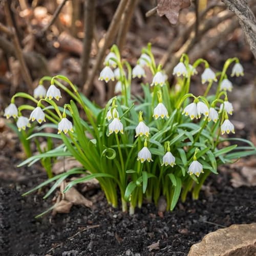 märzenbecher - frühblüher blumenzwiebeln winterharte kübelpflanzen balkon hochbeet indoor garten frühlingsblumen blumenzwiebel deko 10zwiebeln
