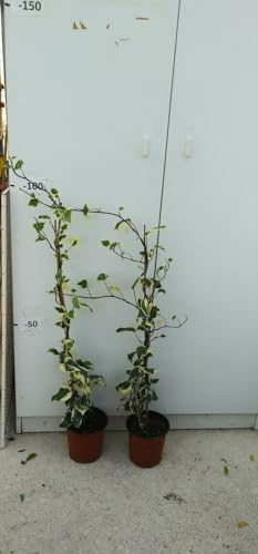 PIANTA DI EDERA VARIEGATA FOGLIA LARGA ALTEZZA 60/80 cm (foto reale) IN VASO.