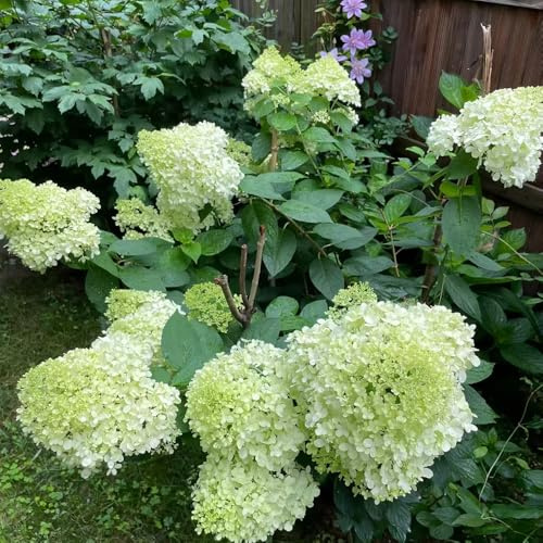 hortensia de panícula, hortensias de panícula semillas balcón hortensias trepadoras, jardín rocas setos en macetas primavera, resistentes en 130semillas