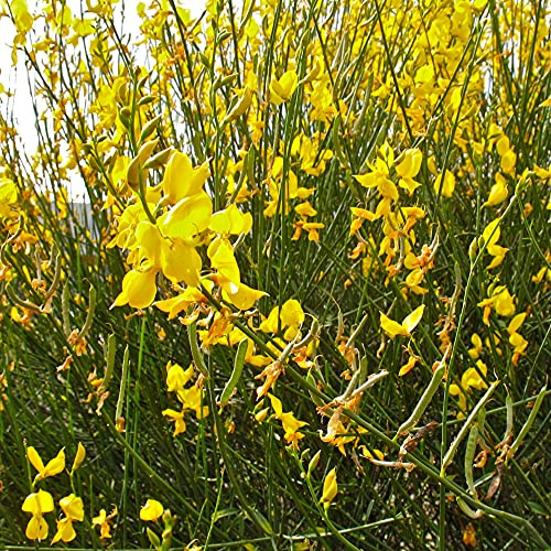 Ginestra gialla Cytisus Scoparius citiso pianta in vaso ø9 cm Vivaio di Castelletto