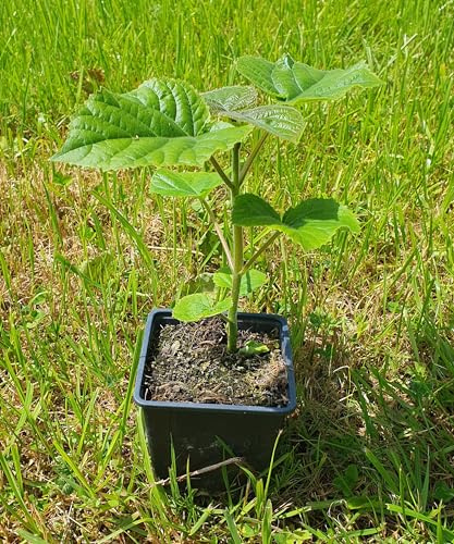 2 árboles de paulownia elongata, kiri, campanilla azul, árbol de emperador, crecimiento rápido, resistente al invierno