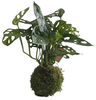 DECOALIVE Kokedama Monstera Adansonii - Monstera Monkey Leaf - Planta Envuelta en Musgo