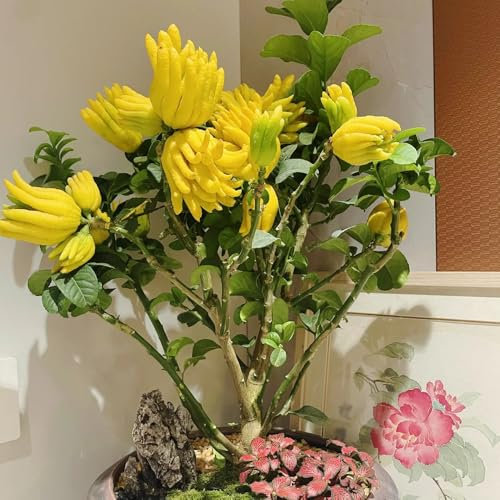 Buddhas Hand Zitrone Samen – Exotische Zitruspflanze- Bergamotte Samen - deko garten、einfach zu Pflanzen zimmerpflanzen、pflanzen samen säulenobst winterhart samen anzucht、gartendeko 100pcs