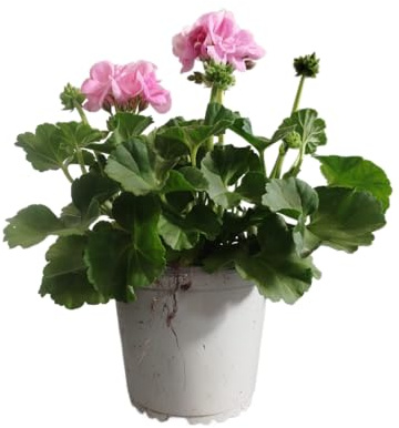 Geranio Natural con Flores Rosa DECOALIVE – Planta Viva para Decoración de Jardines y Hogares