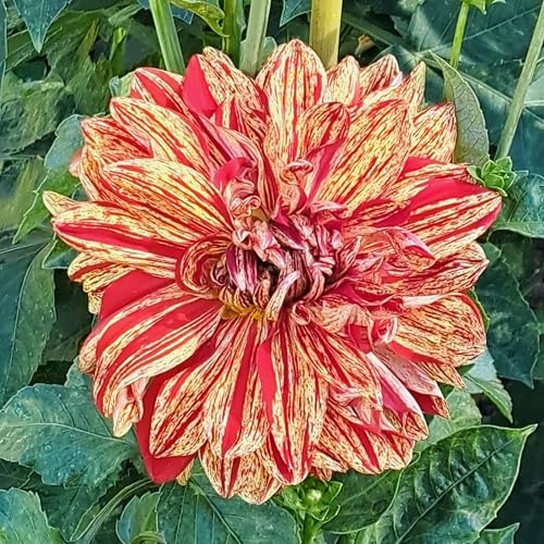 Dahlienknolle : Dahlia - Dekodahlie  Neo  1 Knolle/Rhizom