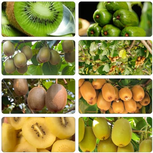 kiwi di balcone resistenti semi di semi biologici giardino del balcone Letti elevati per giardino decorativo selvatico 130pcs