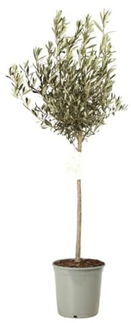 Olivier Olea Europaea 70 cm Pot 5l - Plante En Pot - Floraison Mai à Juin Exposition - Hauteur 70 Cm - Exposition Soleil Sol