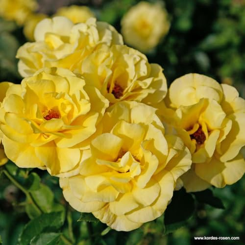 2 x Rose - Rosa 'Climbing Friesia' Topf 25-30 cm - Die gelb blühende Kletterrose mit beeindruckendem Duft