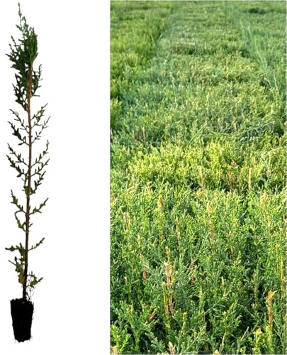 20 Plantas natural de 30 cm. de altura, cipres sempervirens para setos, pantalla visual, cortavientos. Segura Garden. Planta setos para crear cercas vivas elegantes y resistentes. 20 Unidades
