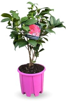 Attitude Jardin - Camellia japonica rose - plante fleurie - 50-60 cm - ⌀ 21 cm - plante d'extérieur