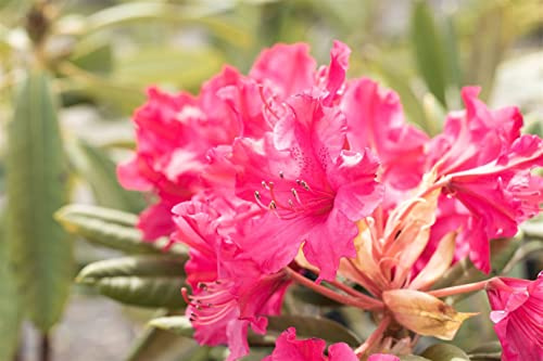 Rhododendron smirnowii Hybride Weinlese 30-40 cm Zierstrauch winterhart | Winterhart, immergrün, mehrjährig, für Garten und Kübel, dekorativer Zierstrauch, pflegeleicht